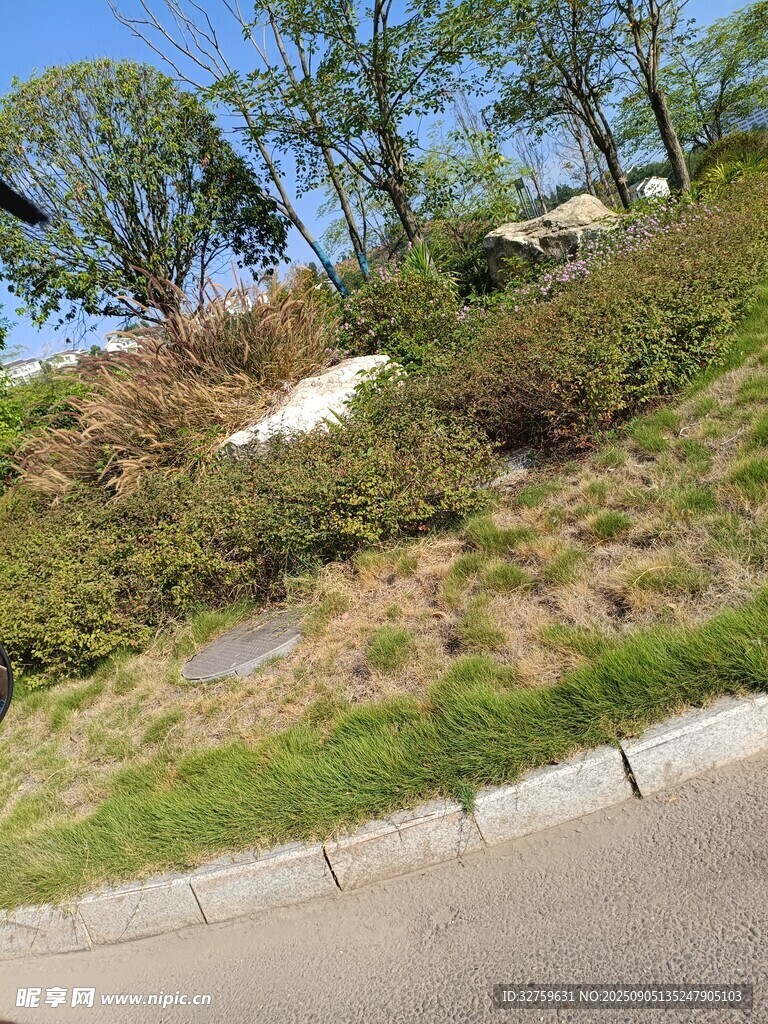 路边绿意盎然的山坡景色