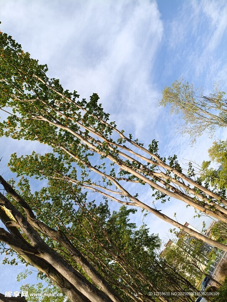 仰望高耸入云的茂密树林
