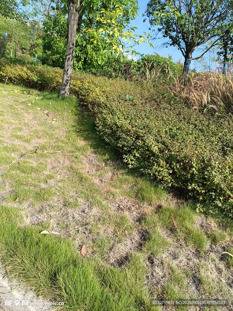 绿意盎然的林间草地小径