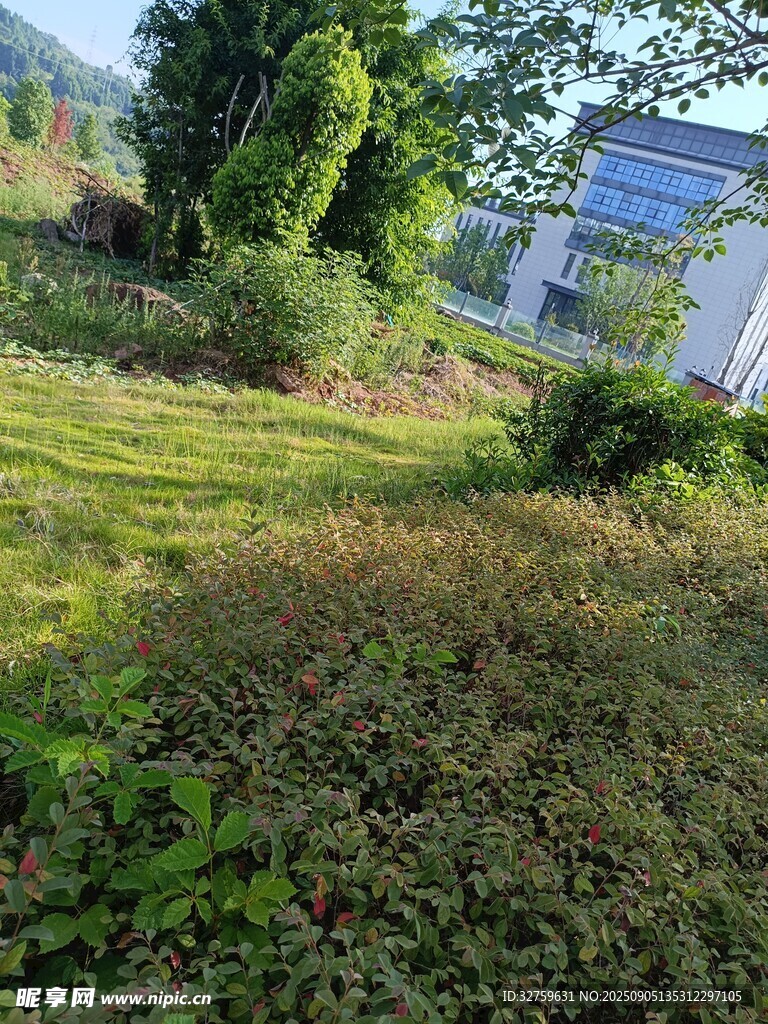 户外草地绿植自然景象