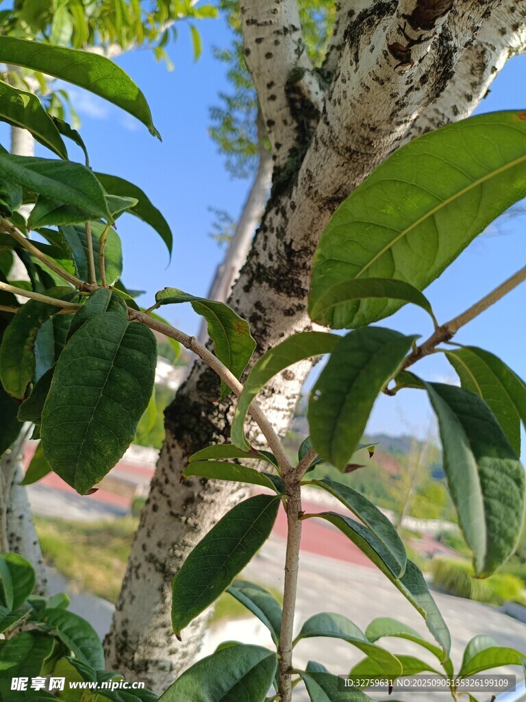 斑驳树干与翠绿枝叶