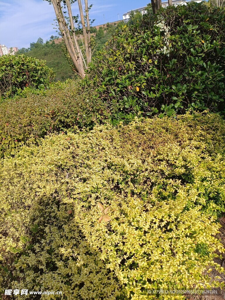 阳光下的繁茂绿植景观