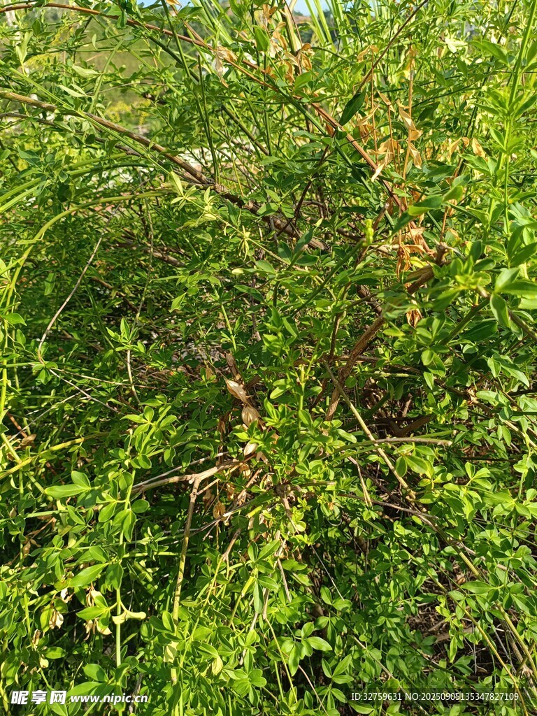 茂密绿植景观
