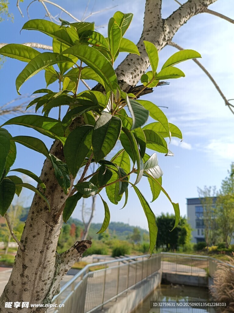 枝头绿叶繁茂的树木景观