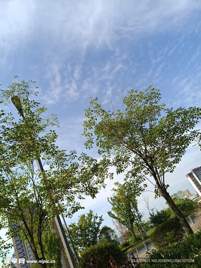 蓝天绿树间的清新景致