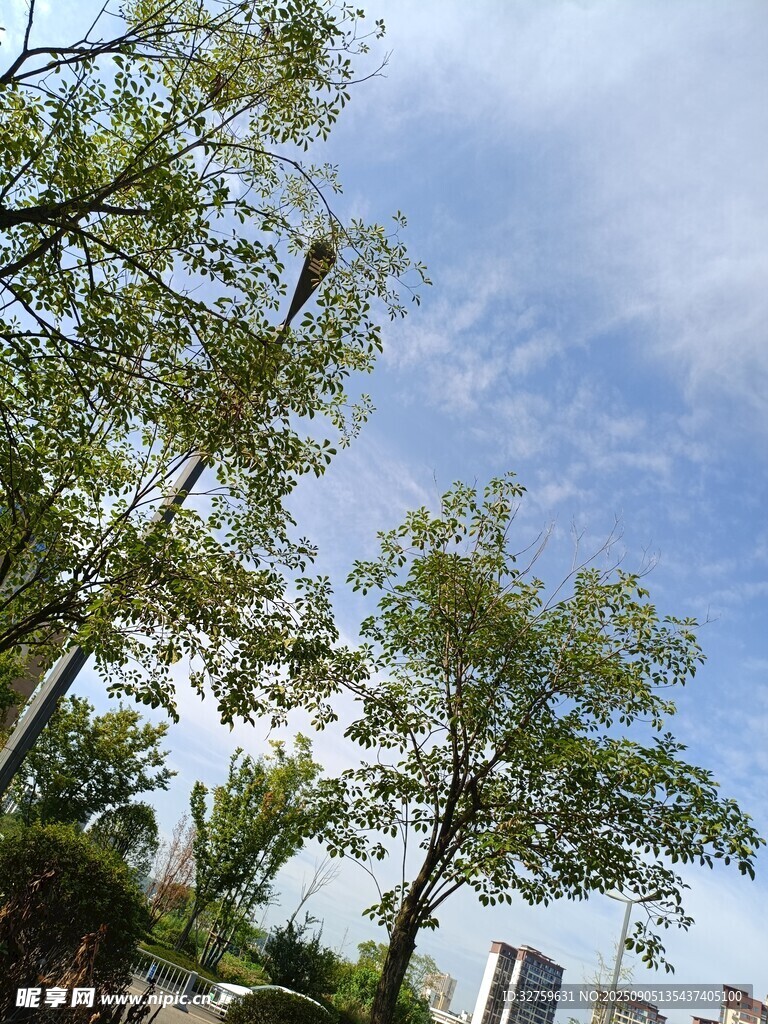 蓝天绿树间的清新景致