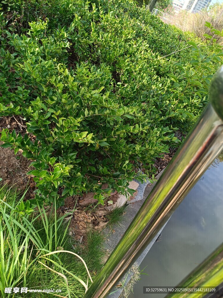 绿植环绕的金属物件