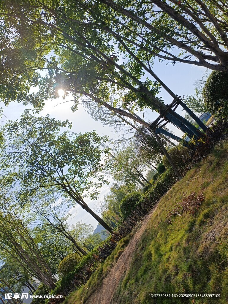 林间小径