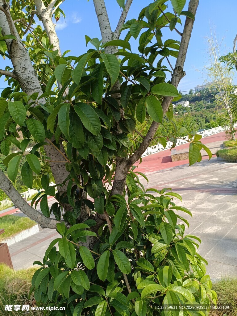 绿叶繁茂的树干景观