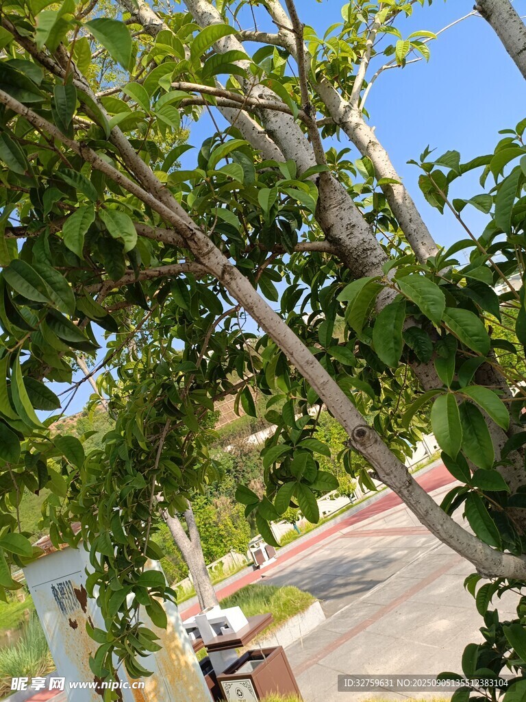 绿叶繁茂的树枝景观