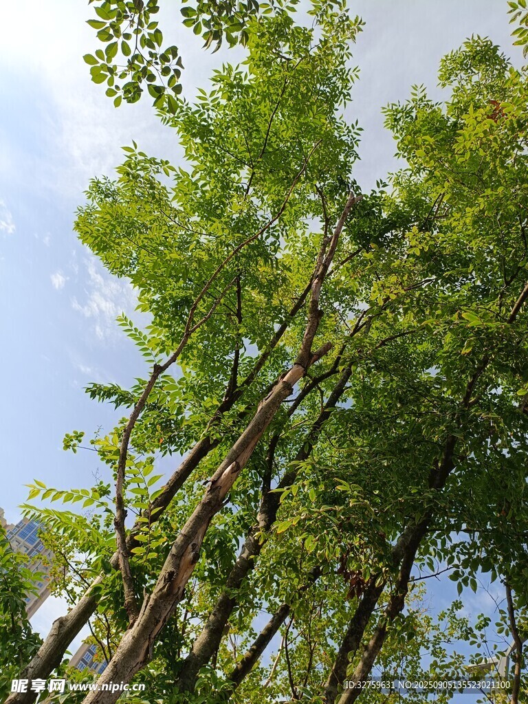 翠绿竹林 