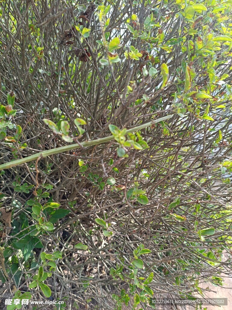 野外丛生植物景象