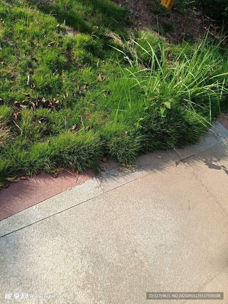 路边翠绿草丛