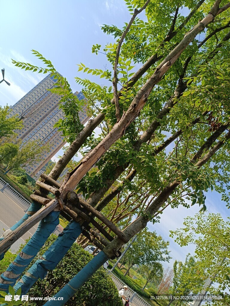 树木支撑加固场景