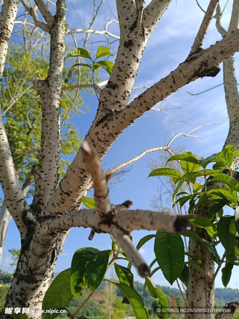 树枝间的蓝天绿意