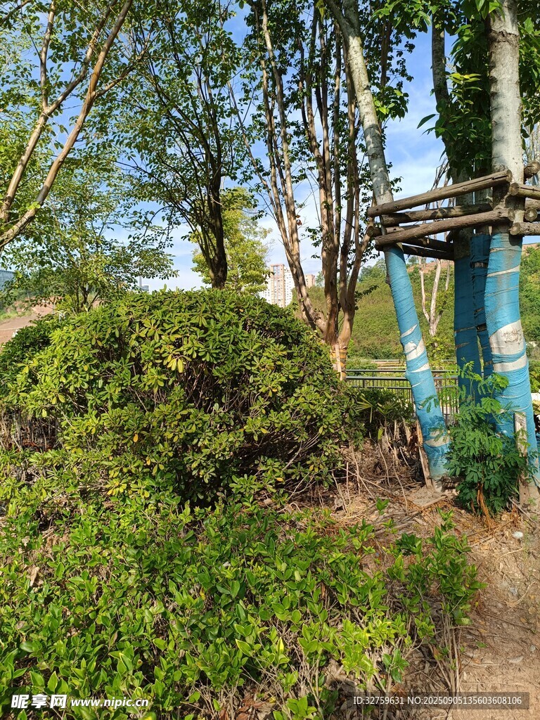 林间小屋旁的繁茂绿植