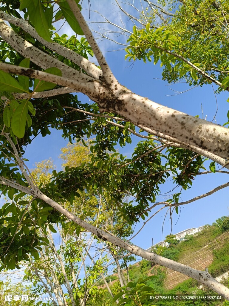 繁茂树枝下的蓝天绿意