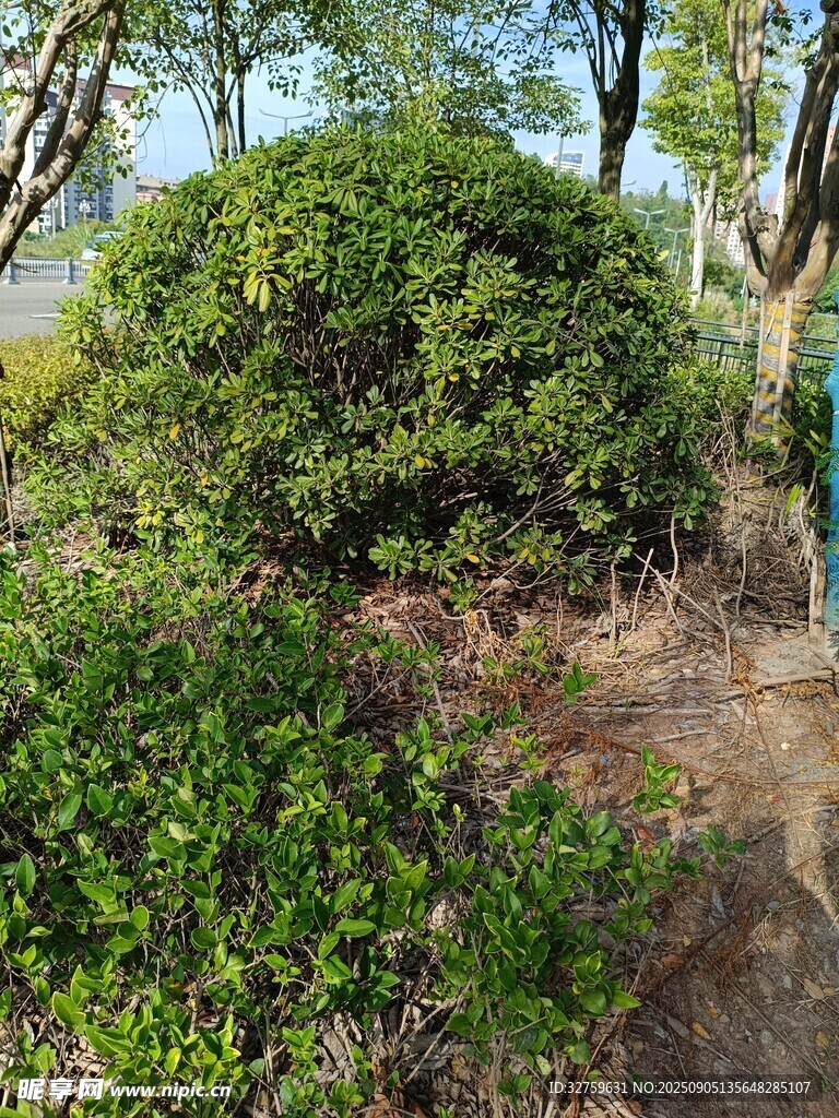 户外繁茂绿植景观