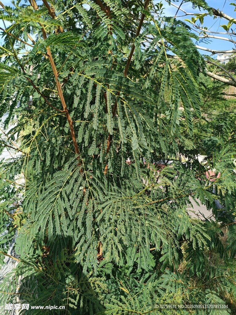 羽状复叶的绿色植物