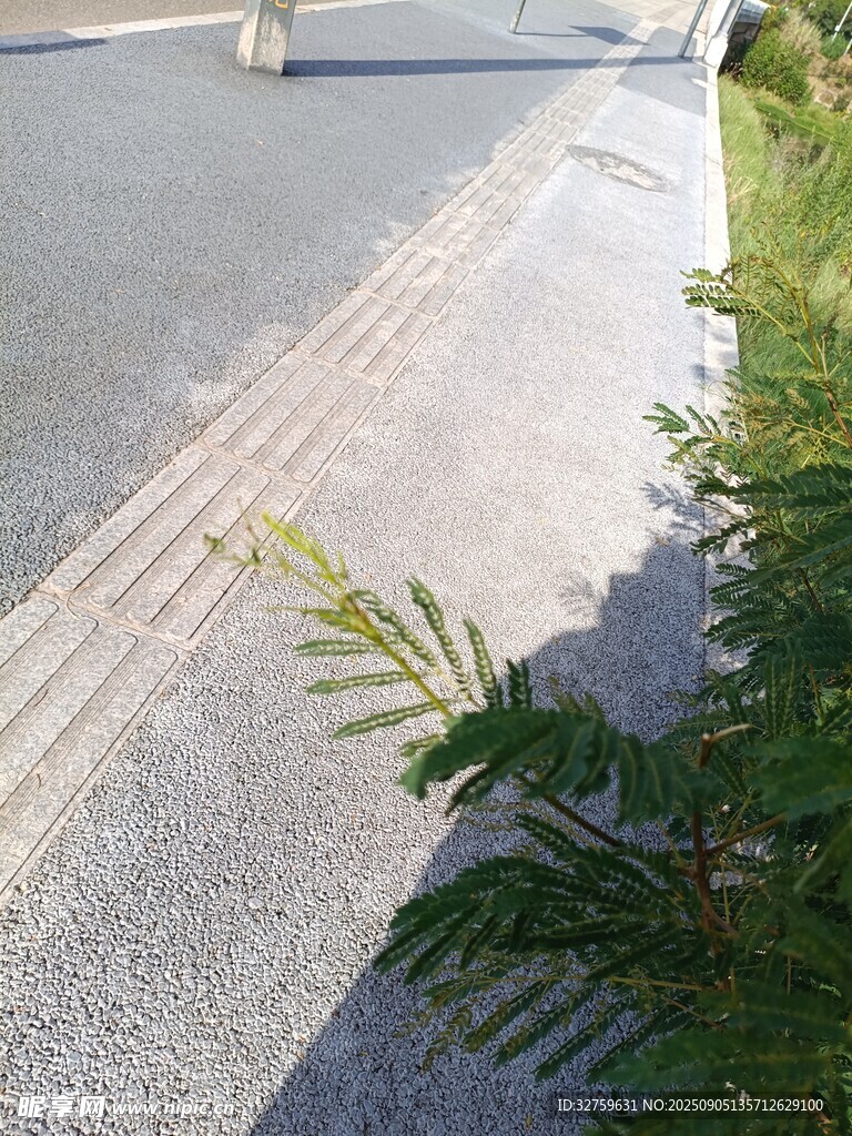 路边绿植与道路景观