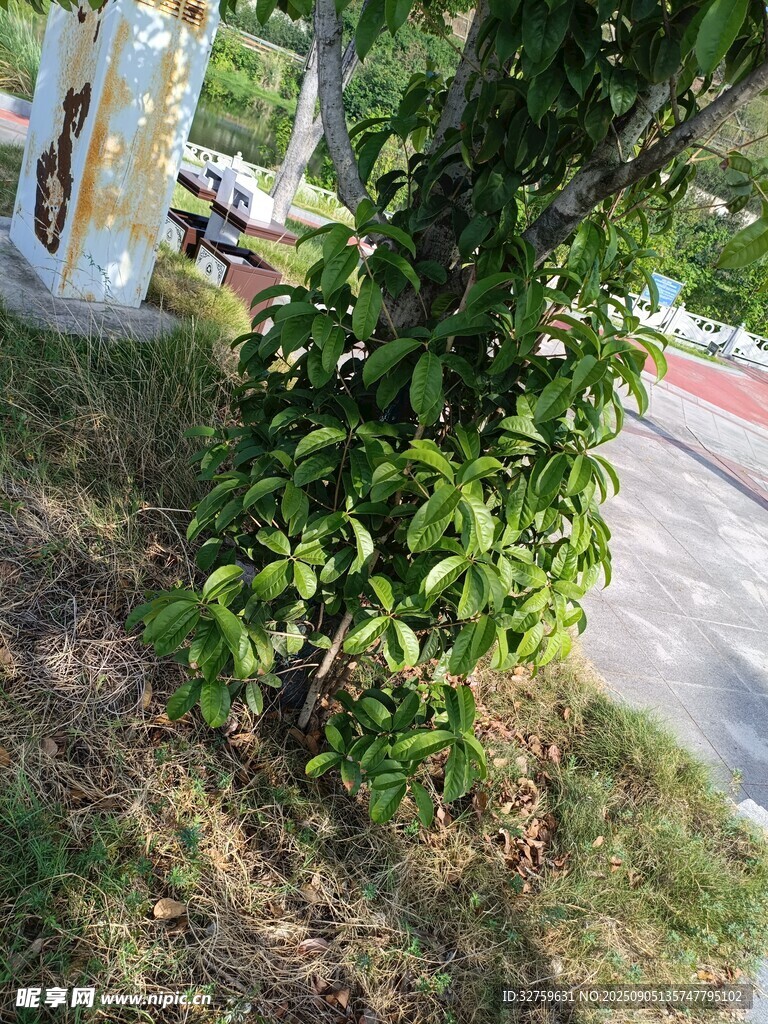 路边绿植特写