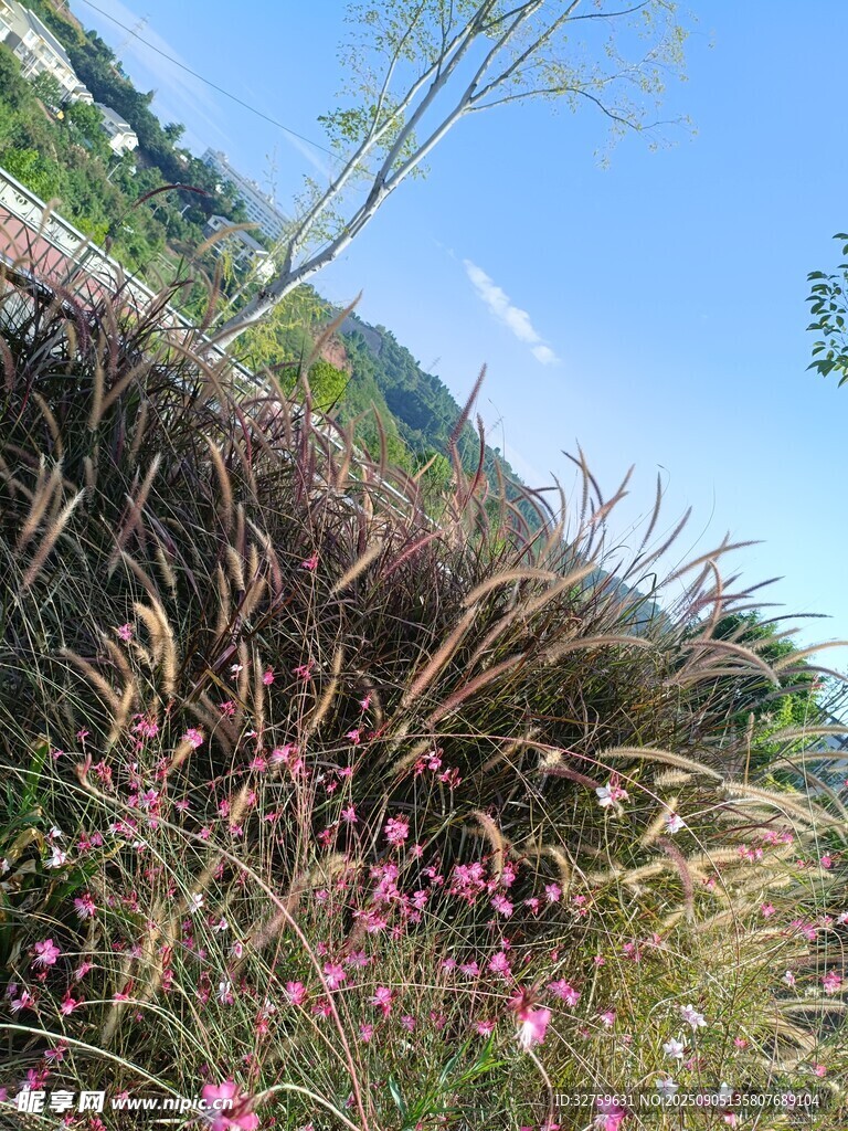 山坡野花与蓝天美景