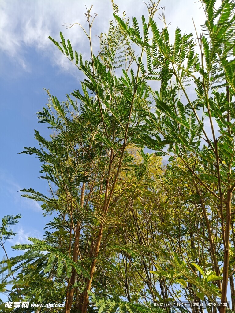 蓝天映衬下的翠绿竹林