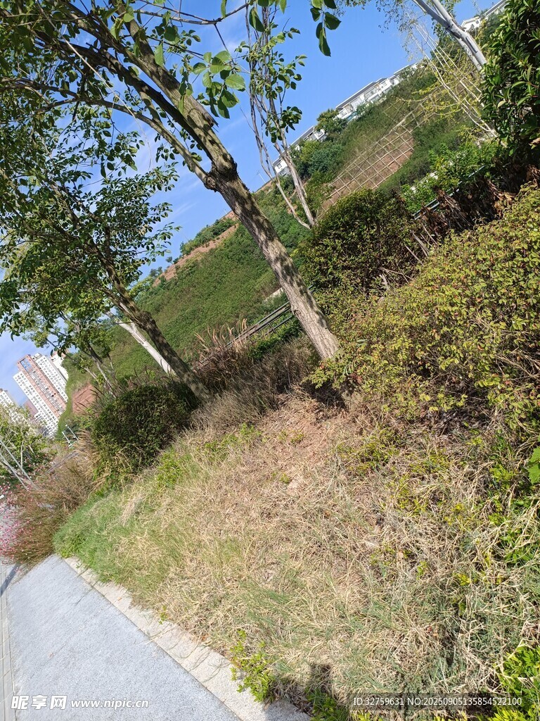 路边绿植与树木景观