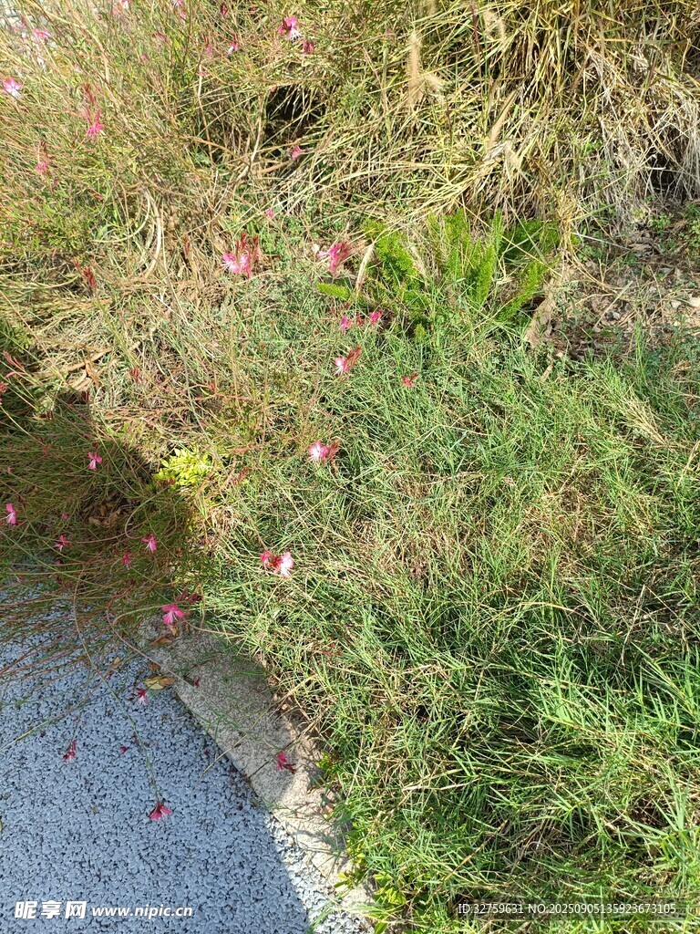路边繁茂花草景观