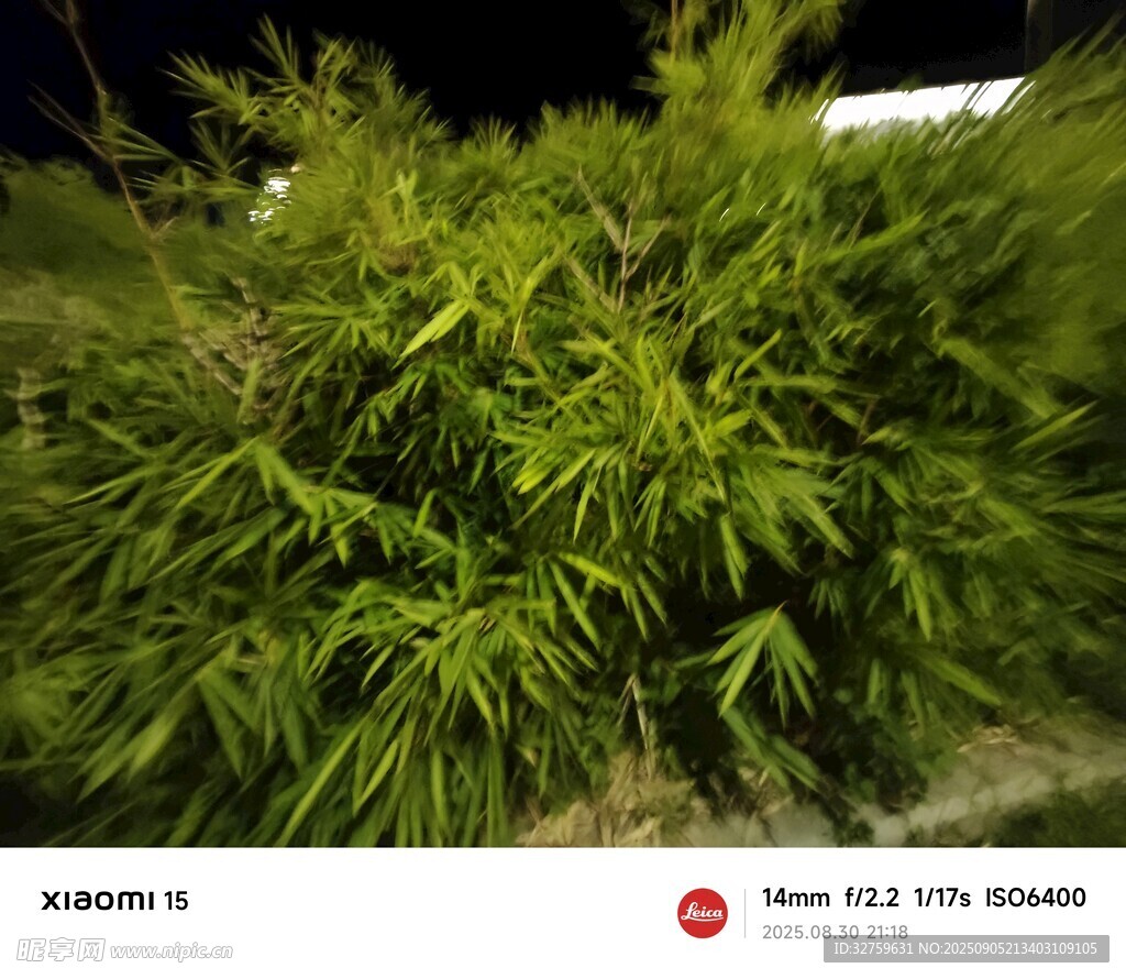 翠绿繁茂的竹子景观