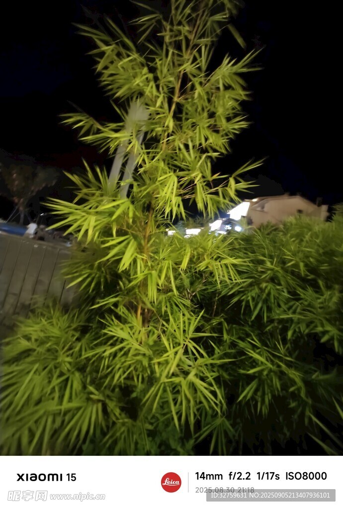 夜间的翠绿植物