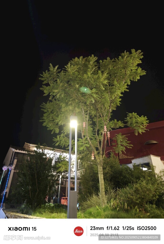 夜晚路灯下的葱郁树木