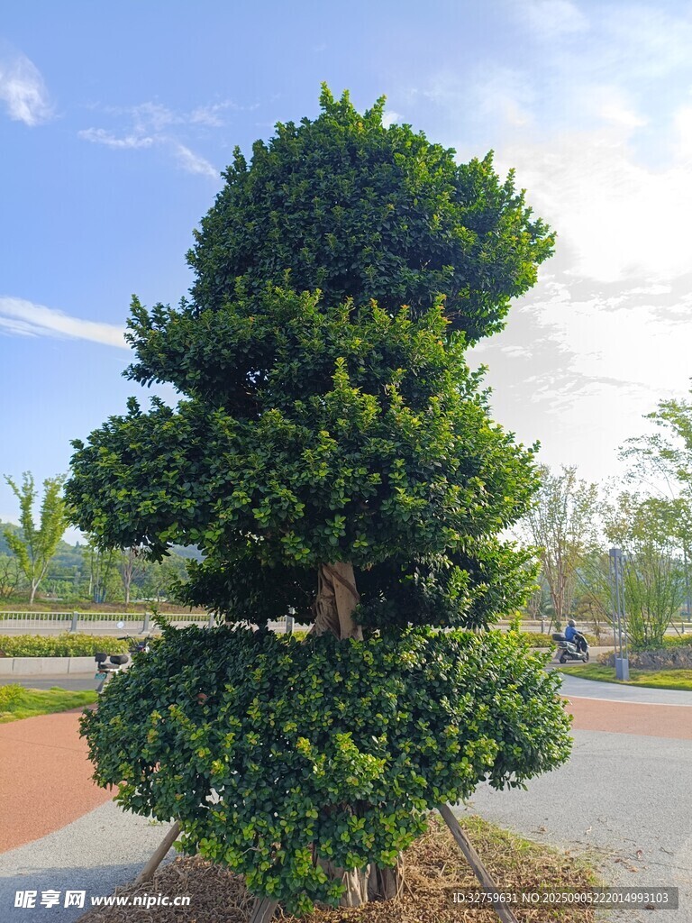 造型独特的多层绿植