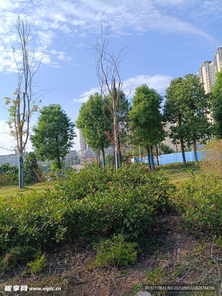 城市中的绿植景观