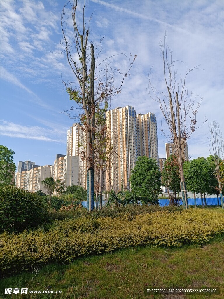 城市绿地旁的高楼景观