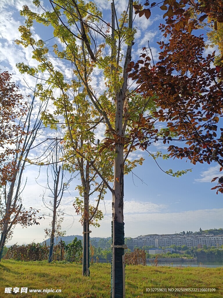秋日树林美景