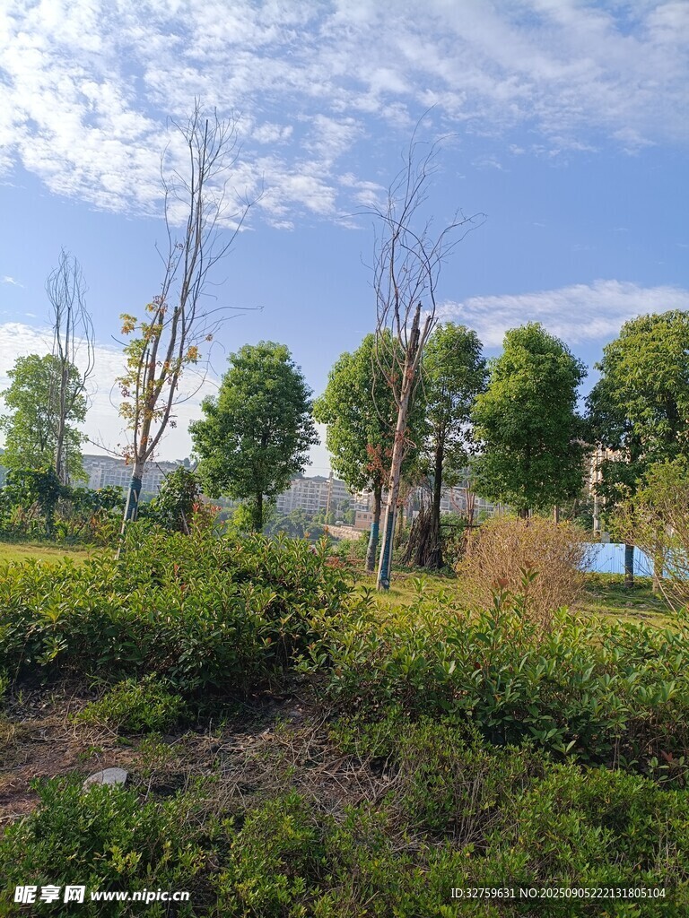 郊外绿意盎然的自然景致