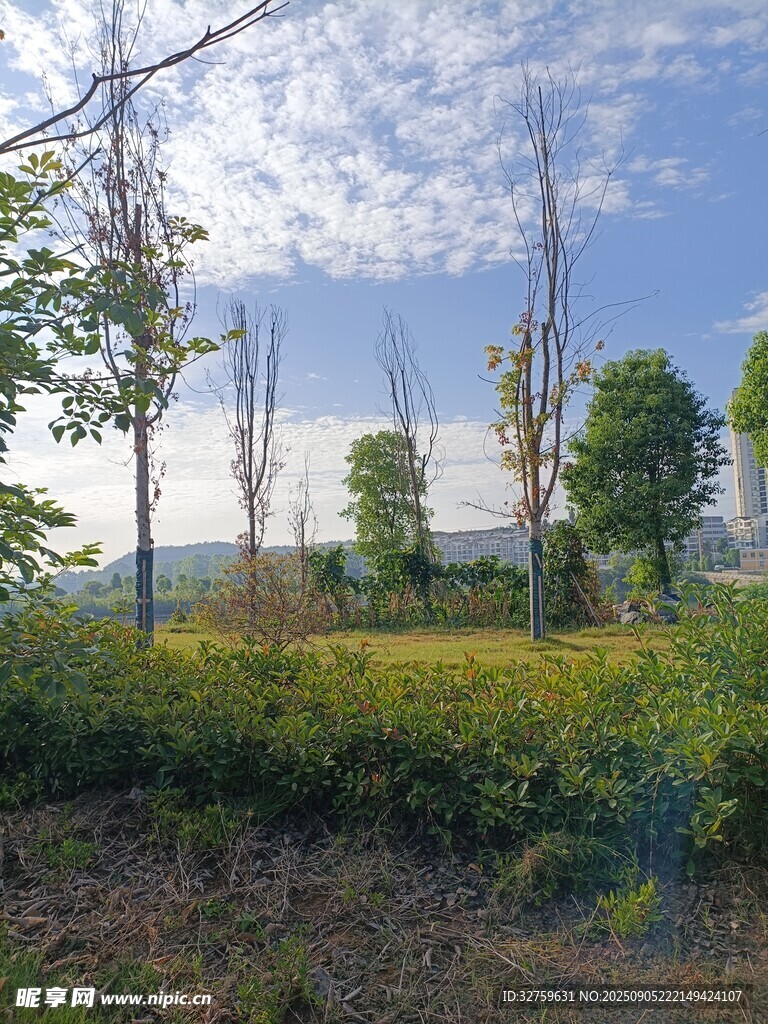 田野绿树蓝天自然美景