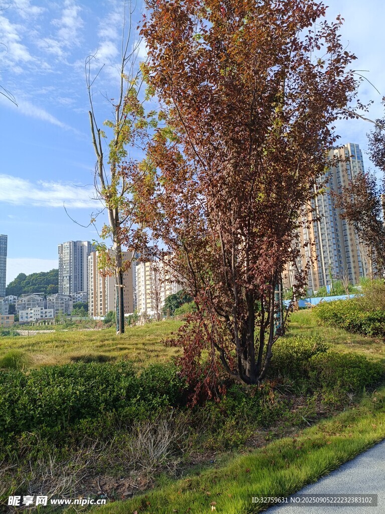 城市绿地中的多彩树木景观