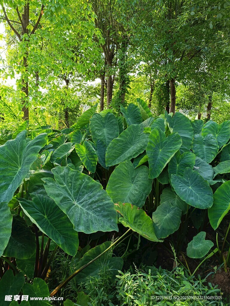 茂密绿植中的大片海芋