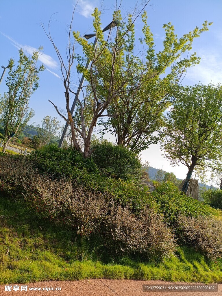 春日山坡绿植风景图