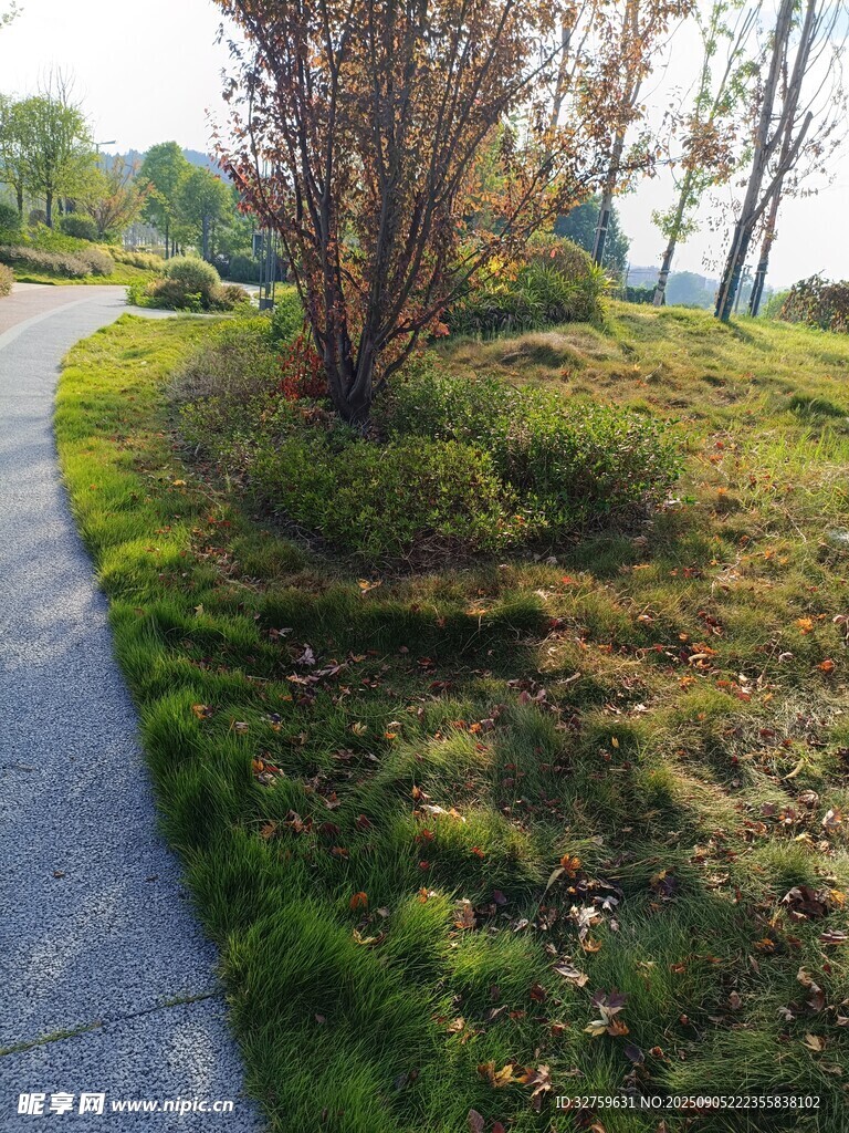 秋日小径旁的绿植景观