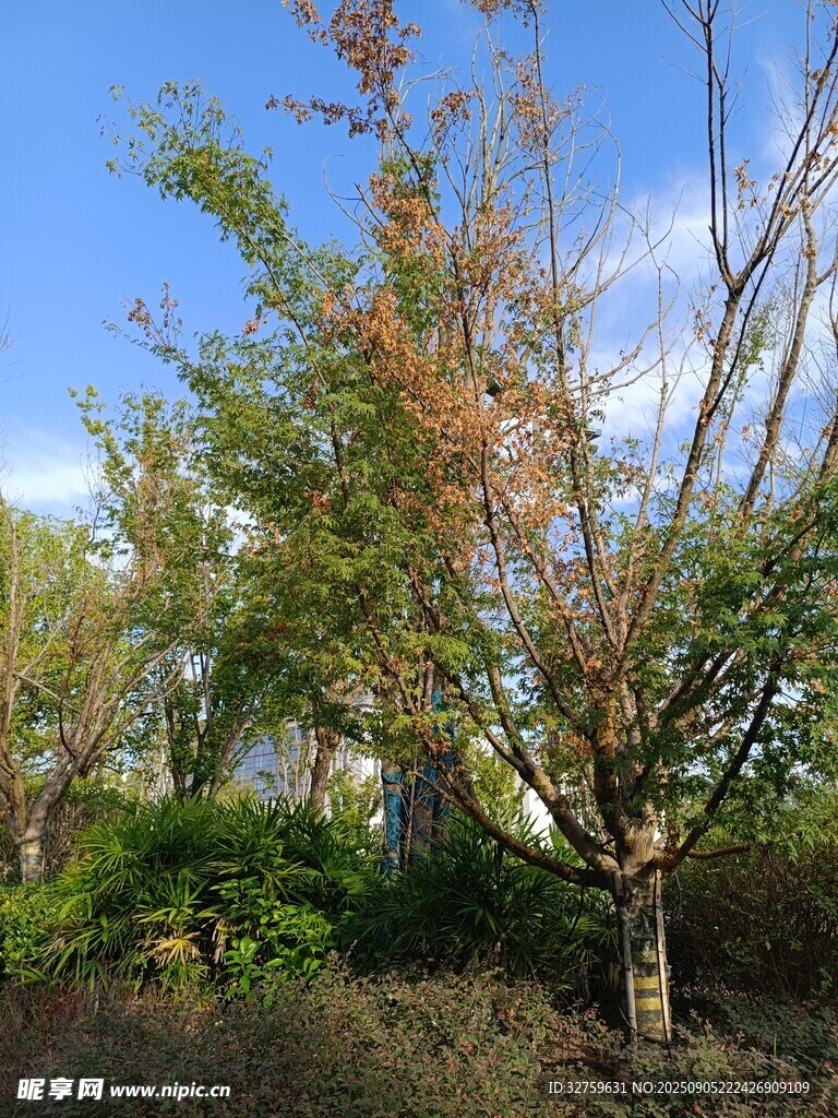 秋日多彩树木景观