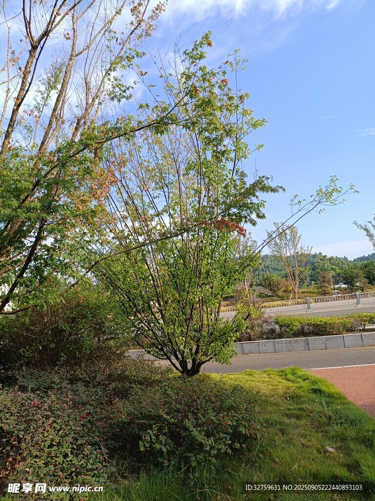 户外自然风景中的树木