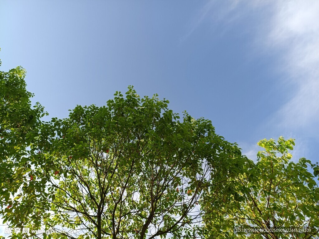 蓝天绿树美景