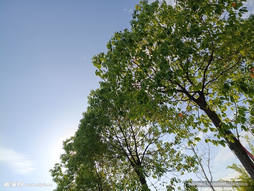 蓝天绿树的清新景致