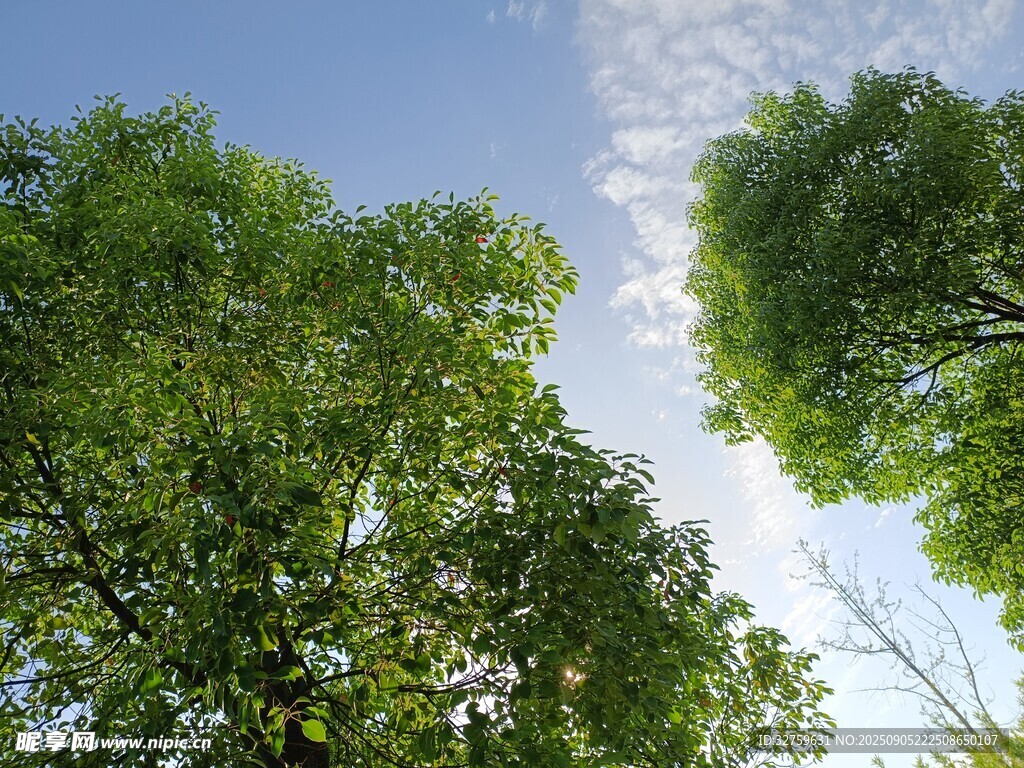 仰视绿树蓝天的清新景致