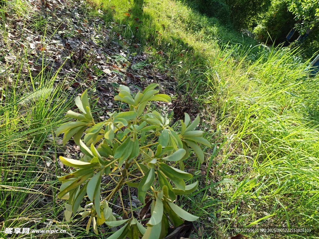 野外繁茂的绿色植物景观