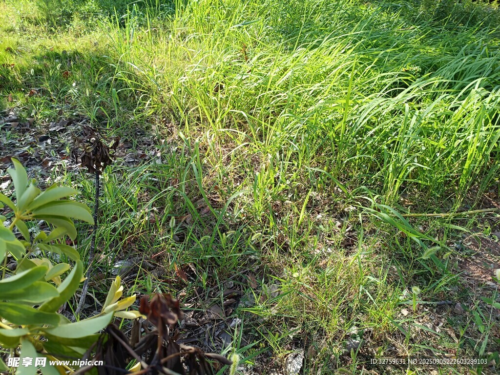 阳光下的翠绿草地