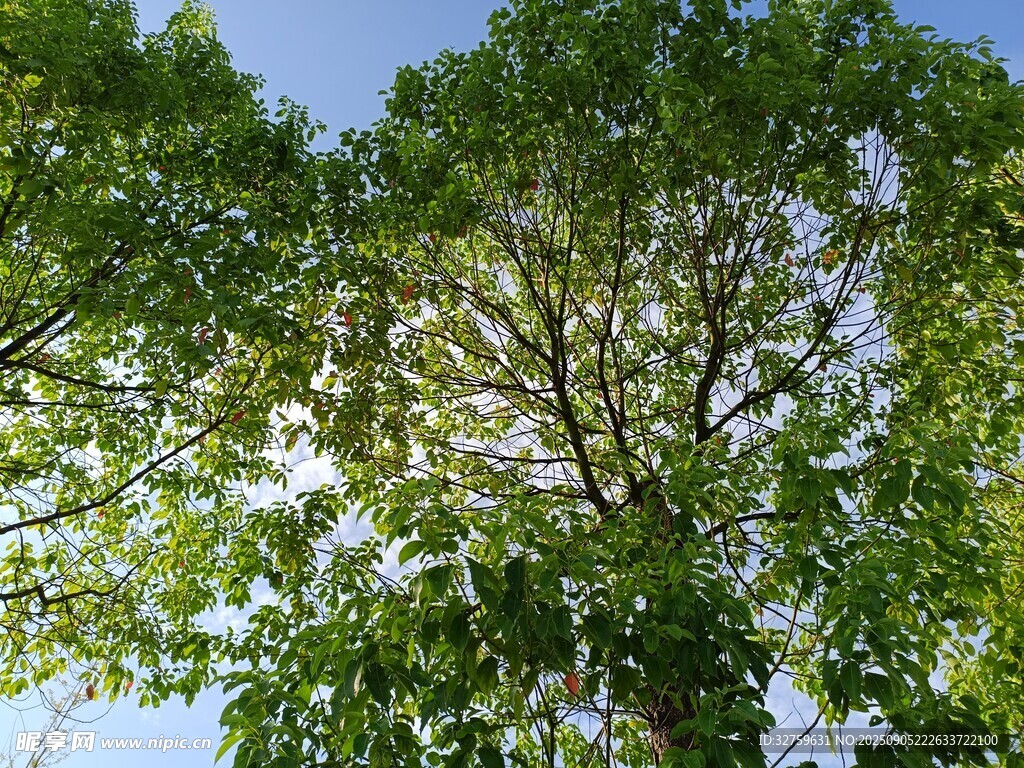 仰视葱郁大树